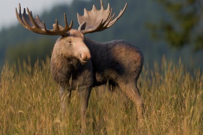 写实的驼鹿 (Realistic Moose)