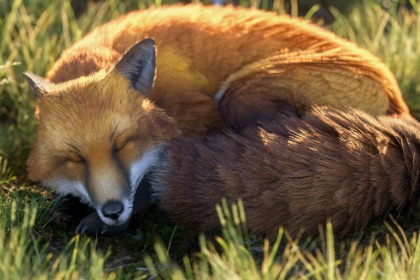 写实风格狐狸 (Realistic Fox)