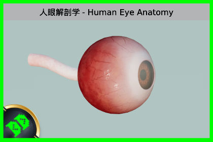 人眼解剖学 - Human Eye Anatomy