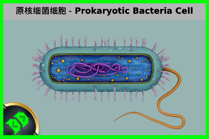 原核细菌细胞 – Prokaryotic Bacteria Cell