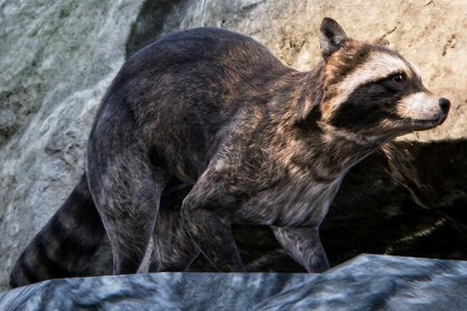 写实风格浣熊 (Realistic Raccoon)