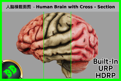 人脑横截面图 - Human Brain with Cross Section