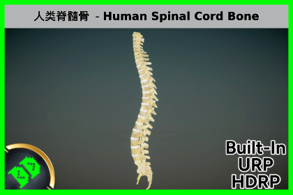 人类脊髓骨 - Human Spinal Cord Bone