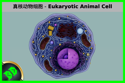 真核动物细胞 – Eukaryotic Animal Cell