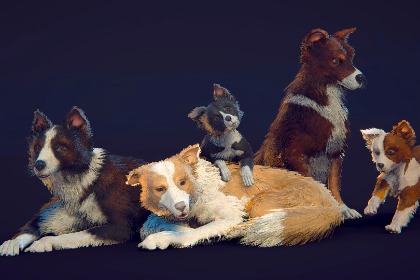 边境牧羊犬“斯凯”（Dog）