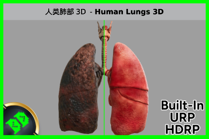 人类肺部 3D - Human Lungs 3D