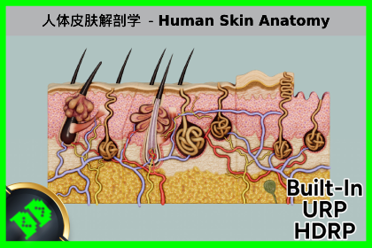 人体皮肤解剖学 - Human Skin Anatomy