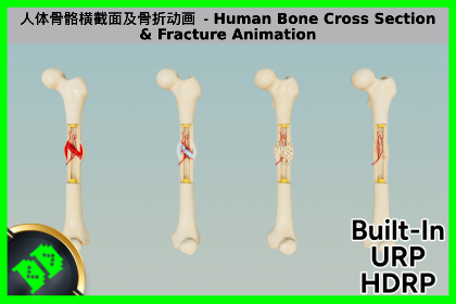 人体骨骼横截面及骨折动画 - Human Bone Cross Section & Fracture Animation