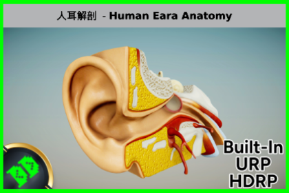 人耳解剖 - Human Ear Anatomy