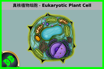 真核植物细胞 – Eukaryotic Plant Cell
