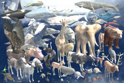 数百种动物高保真3D模型已绑定动画资源包合集（Complete J. Suko Animals pack）