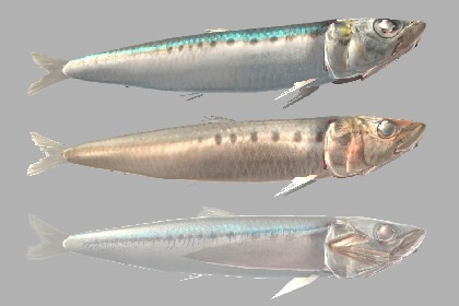 沙丁鱼3D模型及动画资源包—Sardine